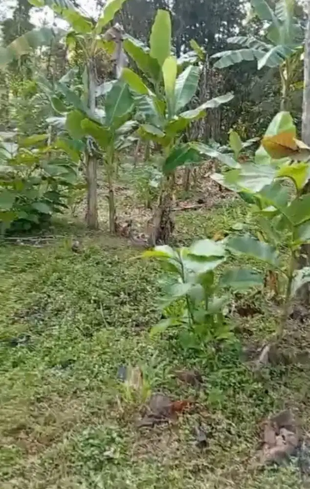 Pekarangan super murah mojogedang Karanganyar