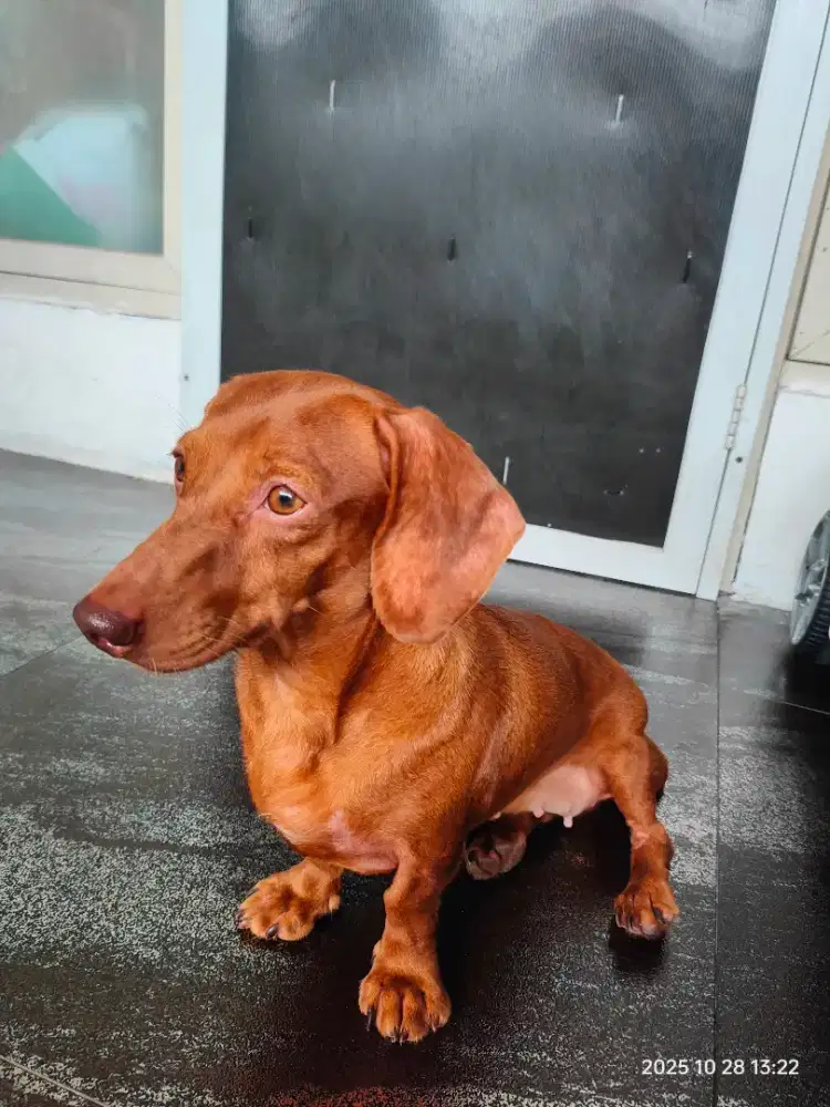 Anjing tekel \ dachshund
