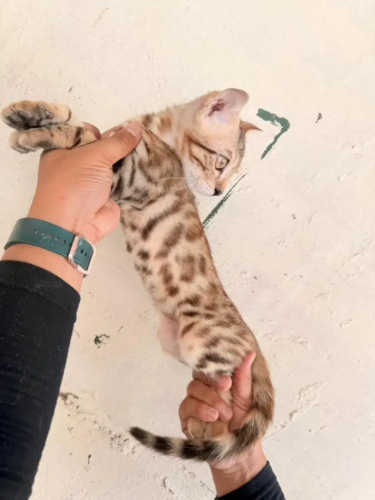 Kitten kucing ras ben9al