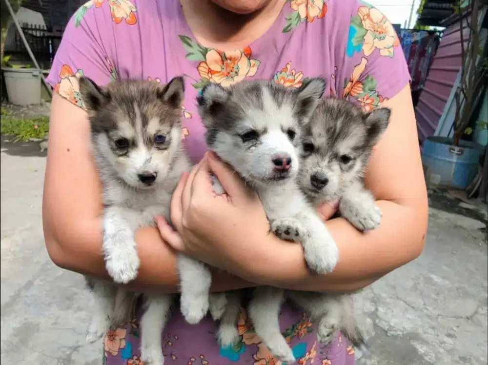 Jual Murah Anak Husky