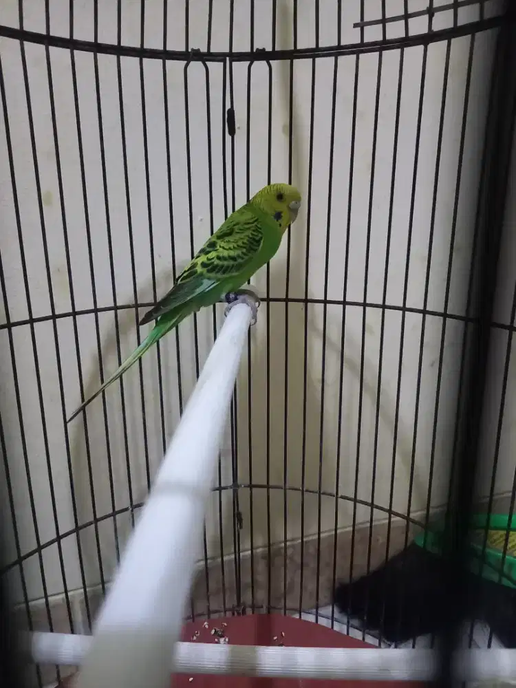 Burung parkit lokal jantan fs