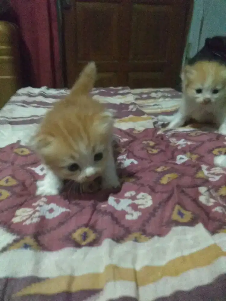 Kitten persia long hair