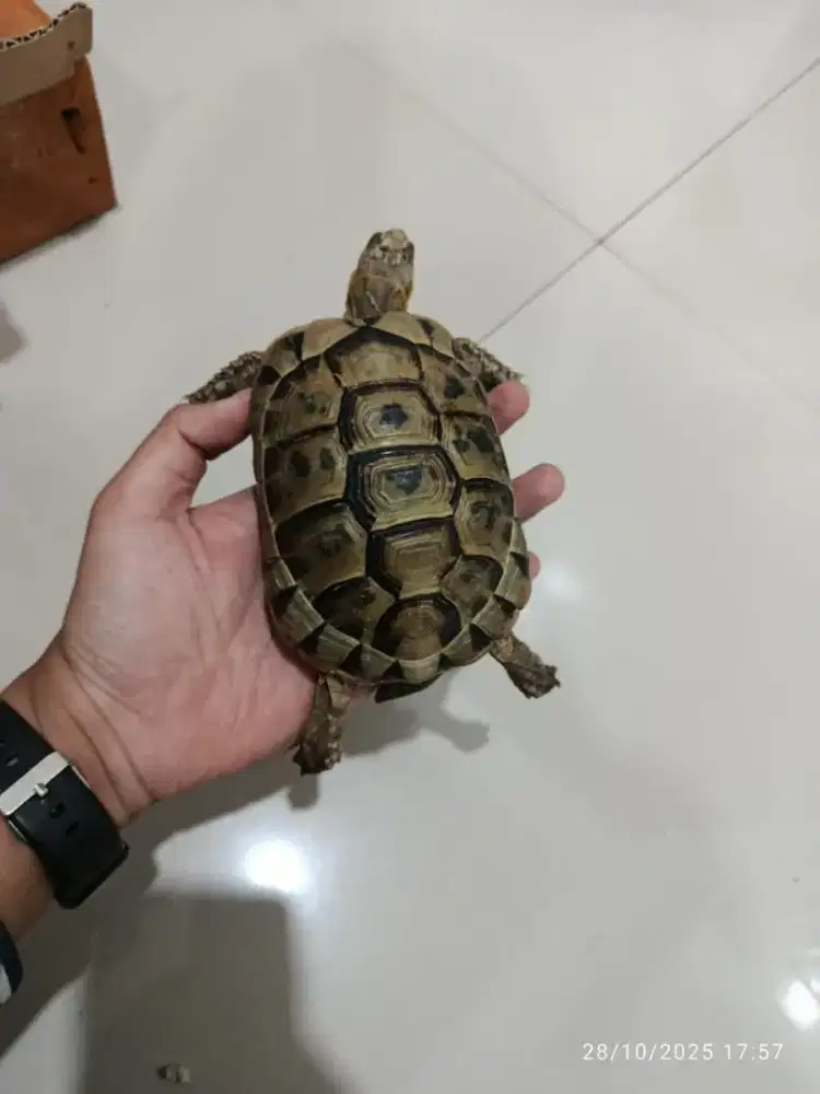 Kura kura Golden greek 12 cm