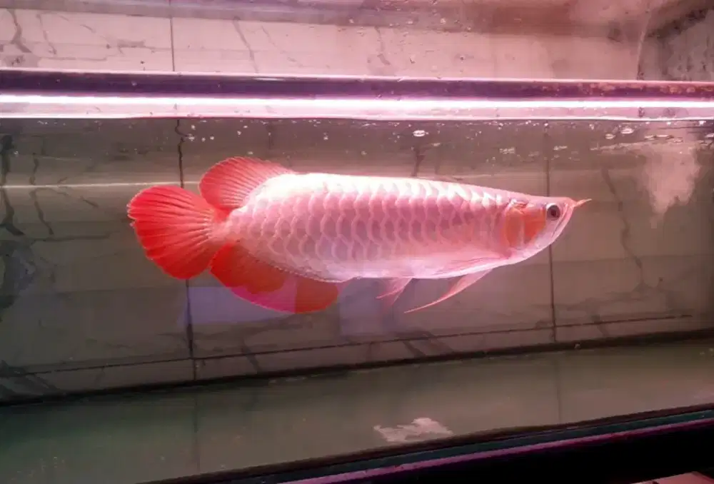 Arwana sr uk 35 cm .