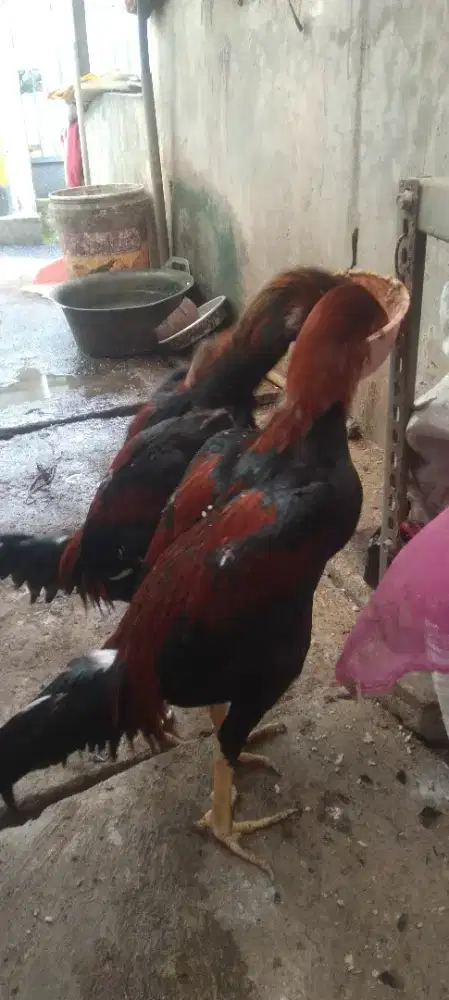 Ayam bangkok (pamangon)