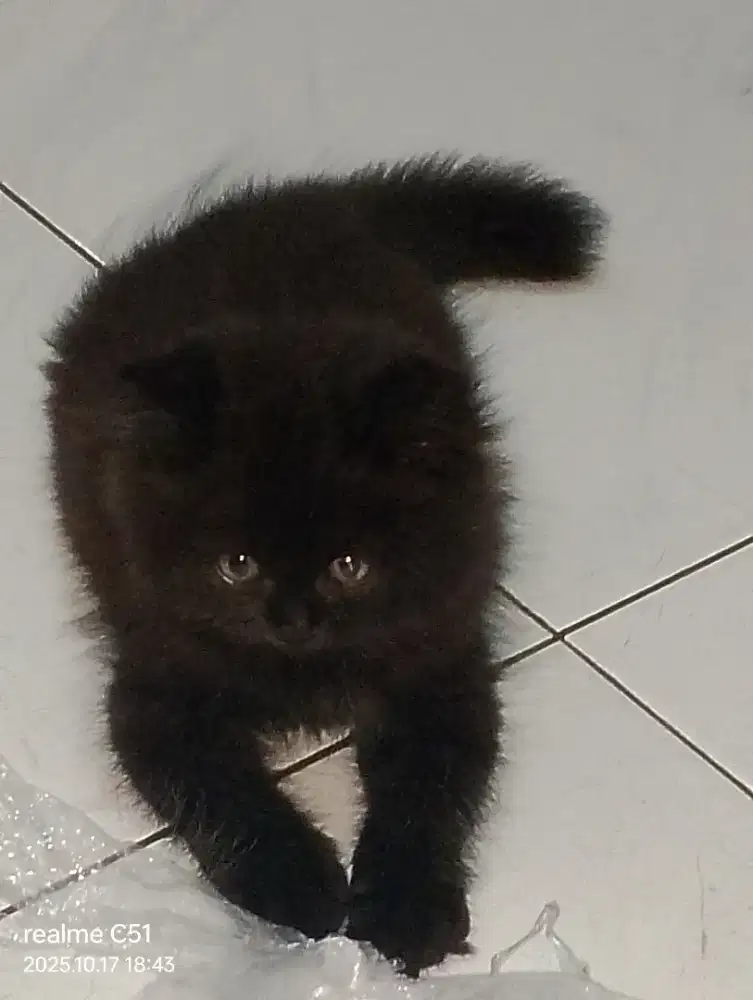 Di jual anak kucing persia
