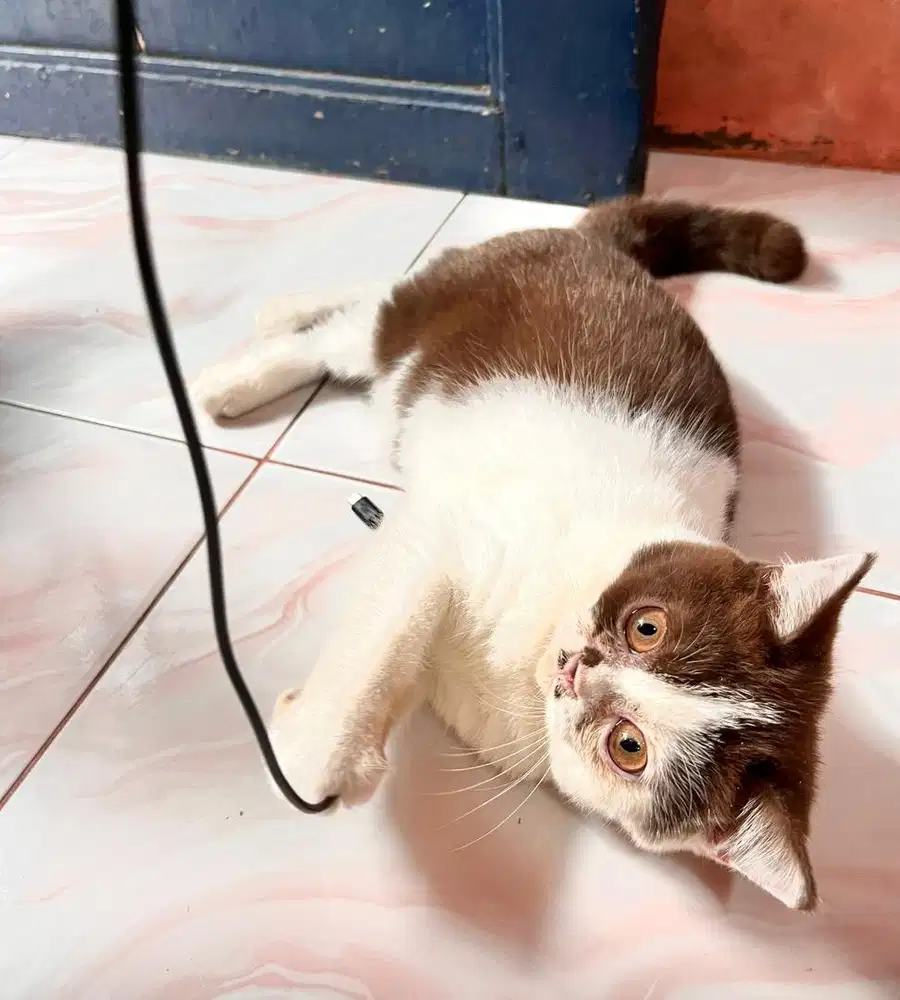 British shorthair bsh british short hair