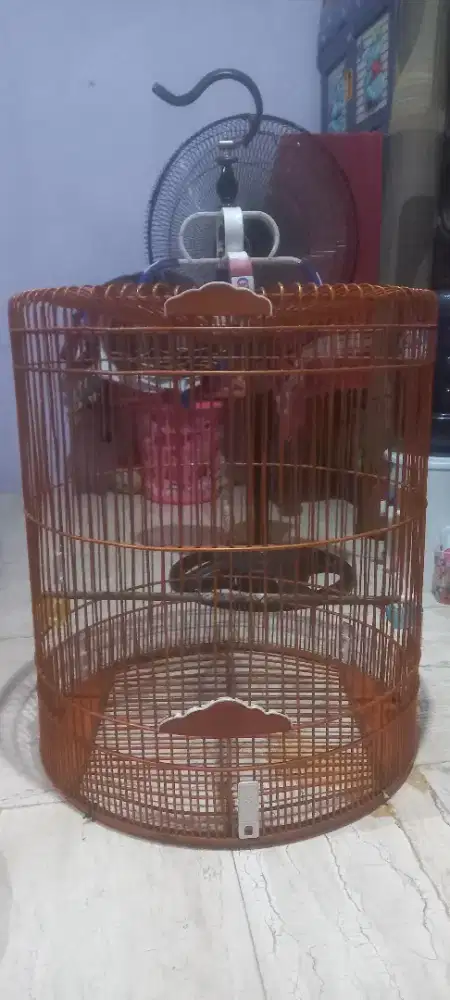 Kandang burung murai