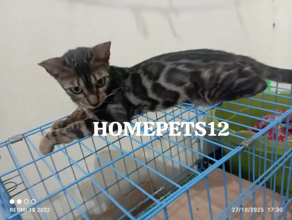 Kucing anggora betina