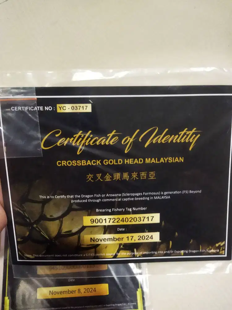 Arwana 24K dan bluebase