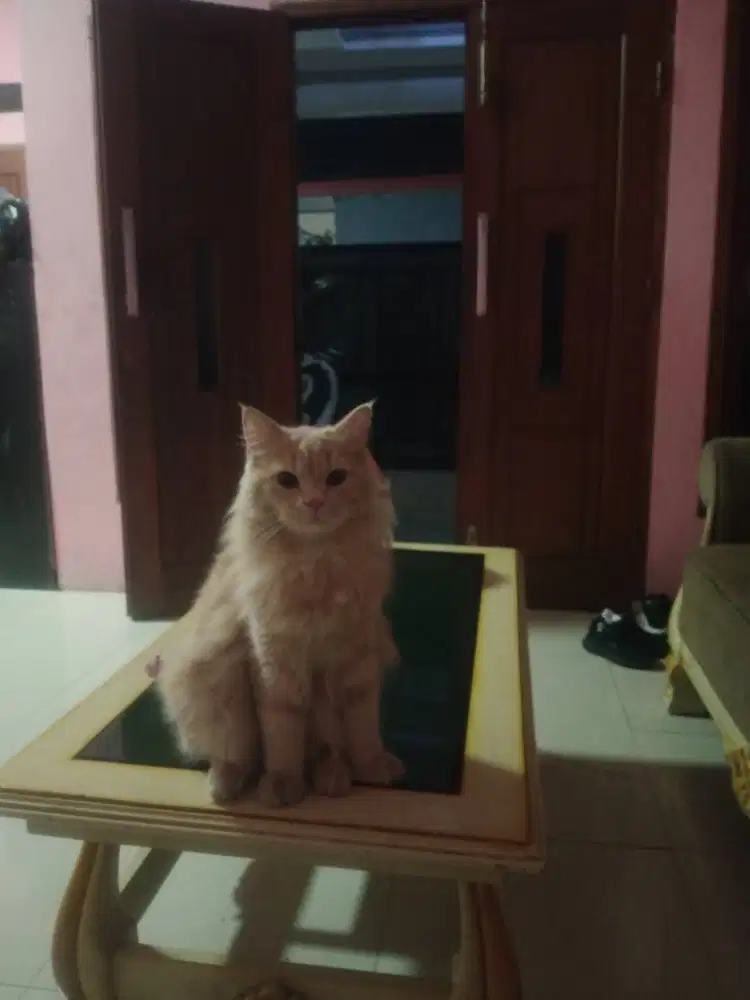 Mix maincoon usia 11 bulan