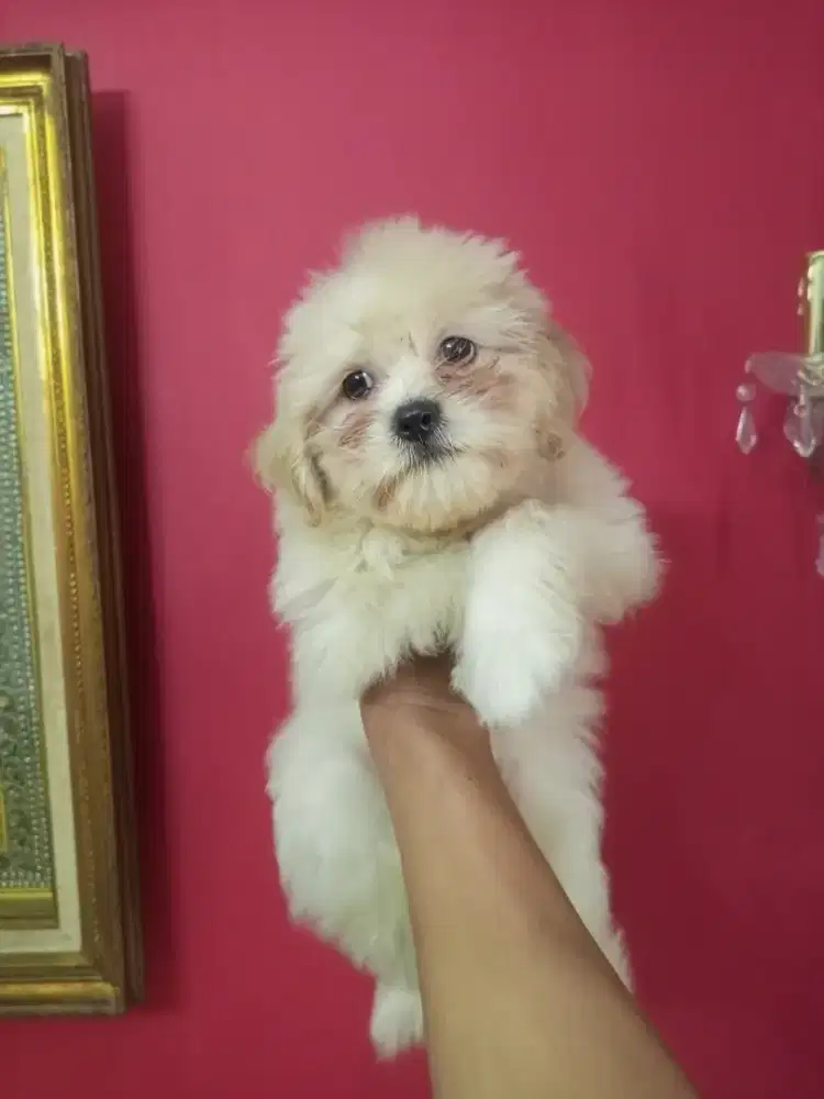 Puppy Shihtzu mix pom betina
