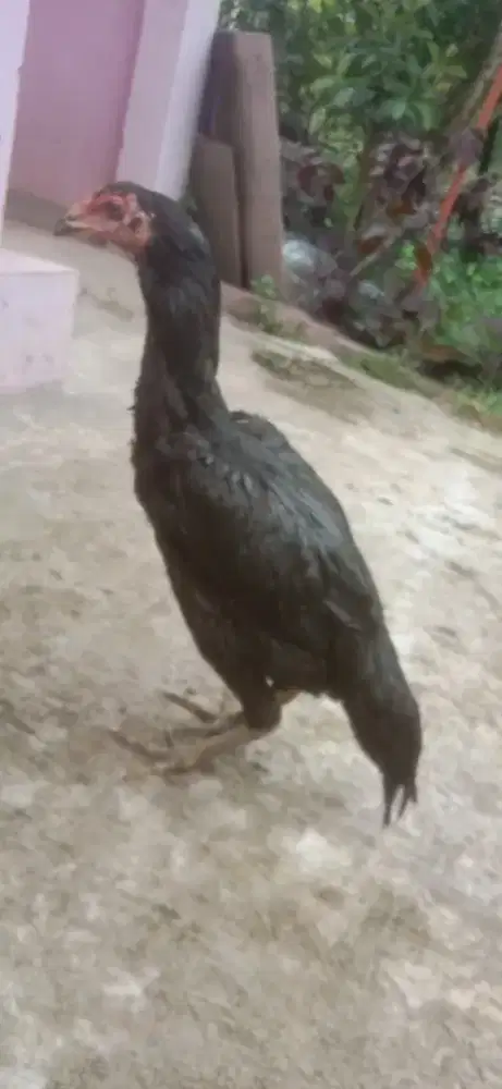 Ayam pakhoy betina 3 x produksi ada minus vidio ada murah