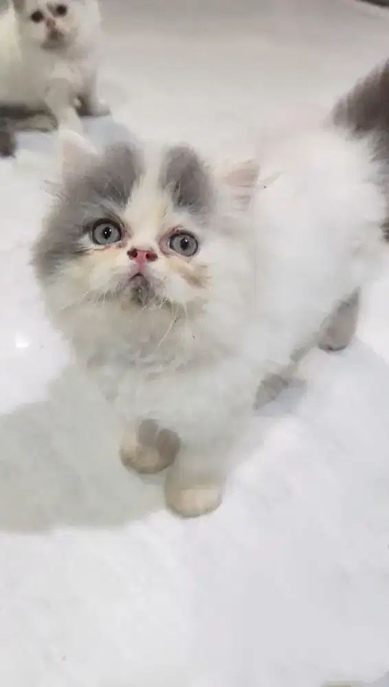 Kitten Jantan Persia Peaknose