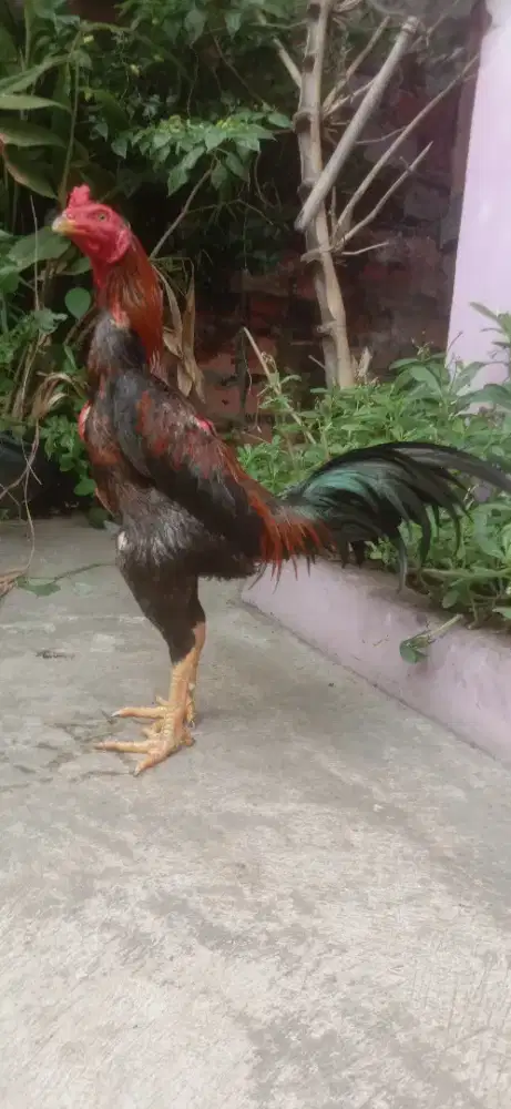 Ayam aseel rajastan xxx muda mantap sudah win jos murah
