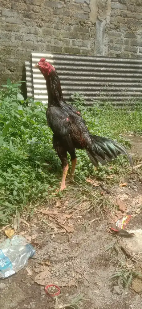 Ayam aseel Parrot x pakhoy udah win teknik bagus brutal sudah win