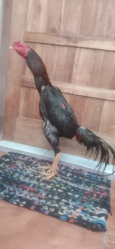 Khoytrad mantap muda jos win 1x murah sepasang