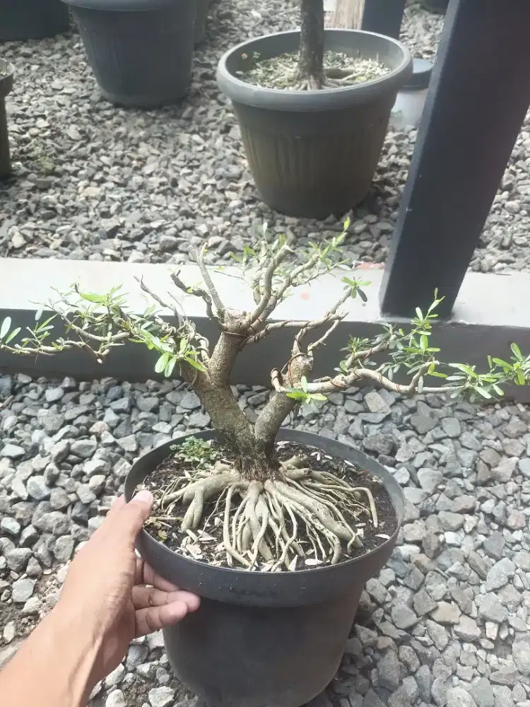 BAHAN BONSAI SAENG SIMBUR VIETNAM 3