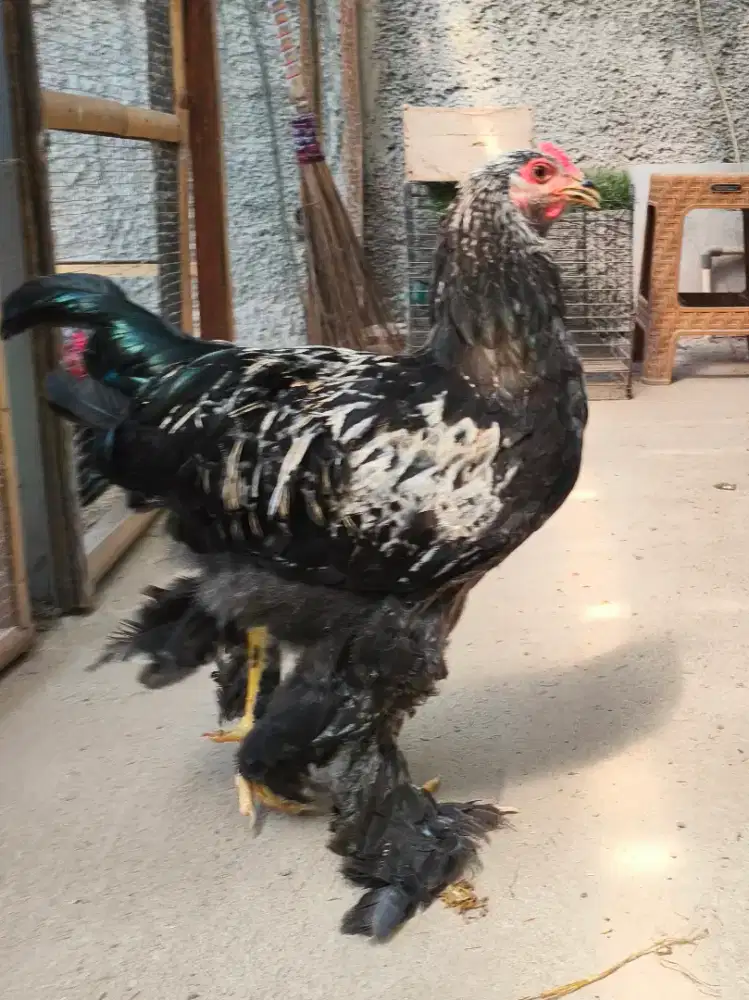 Ayam Brahma Jantan Remaja 5 Bulan