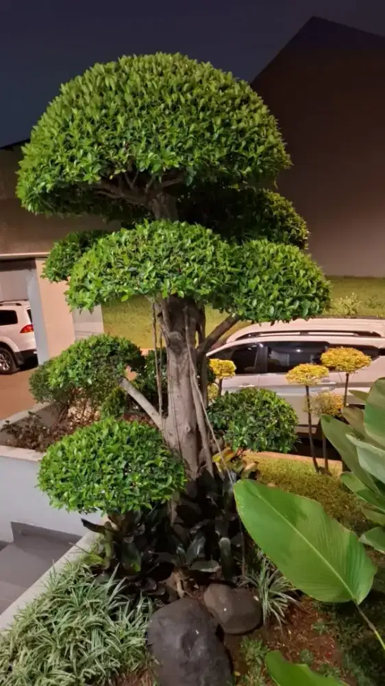 Dijual pohon hias tinggi 2.2 M