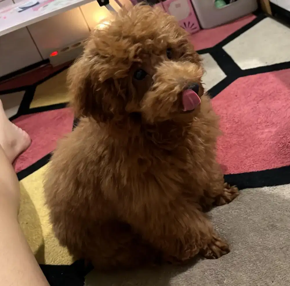 poodle jantan, usia 5 bulan