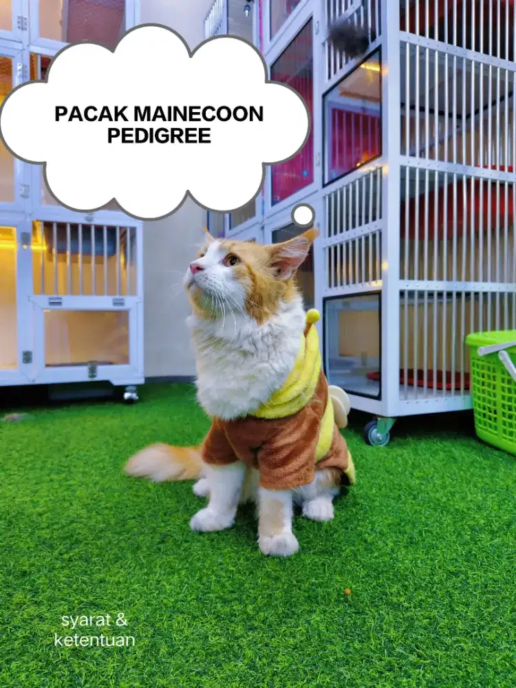 JASA PACAK KUCING MAINECOON PED DAN NON PED
