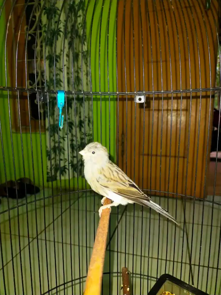 burung kenari paud