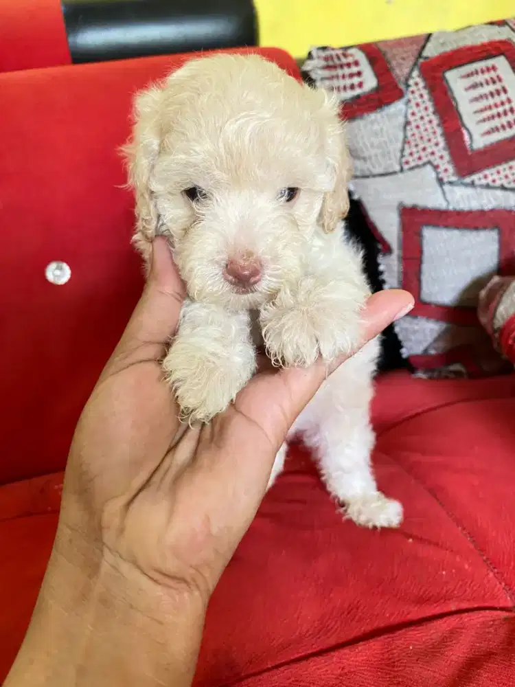 puppies toy poodle