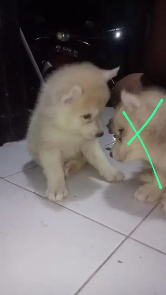 puppies siberian husky