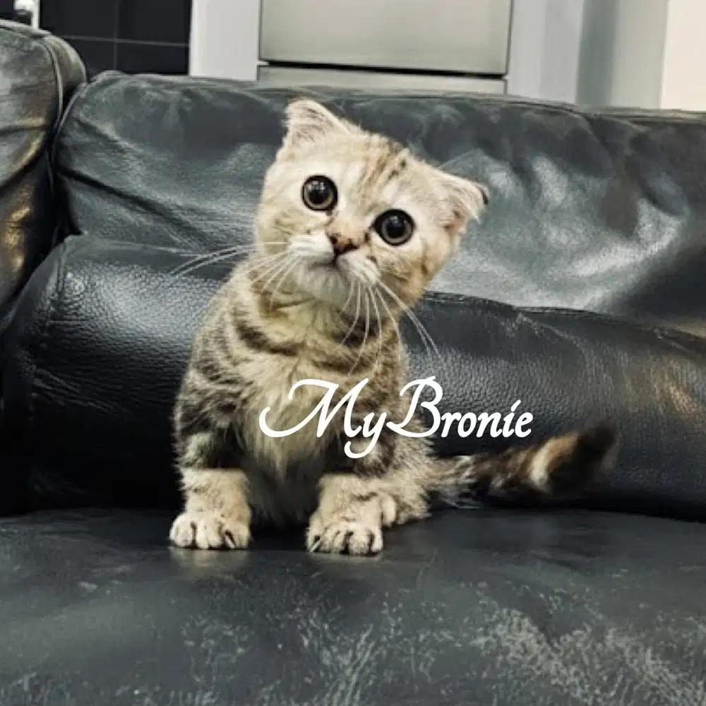 Kucing munchkin gaelic fold betina