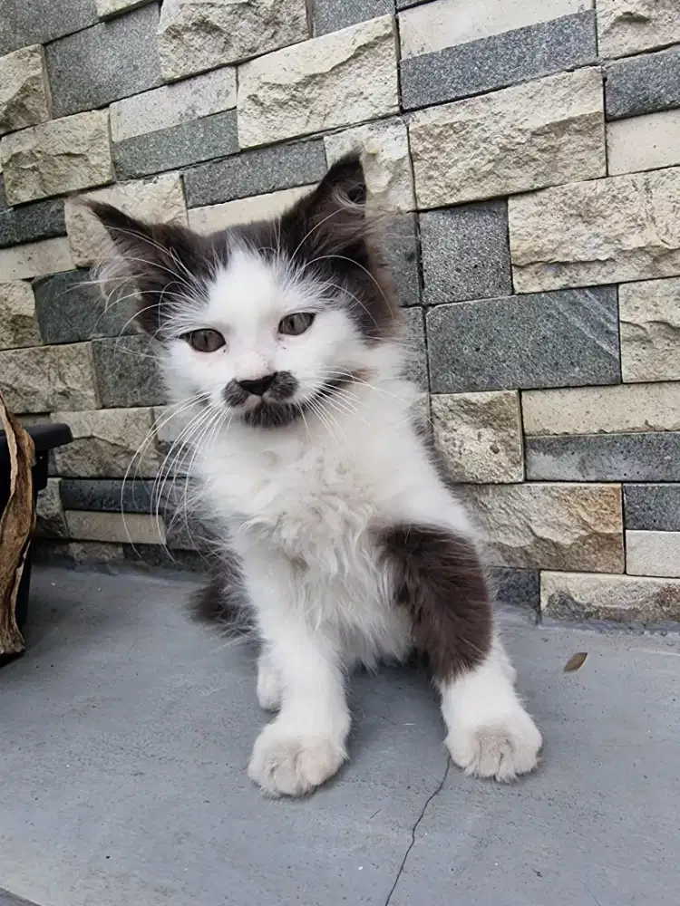 Kucing kitten persmed