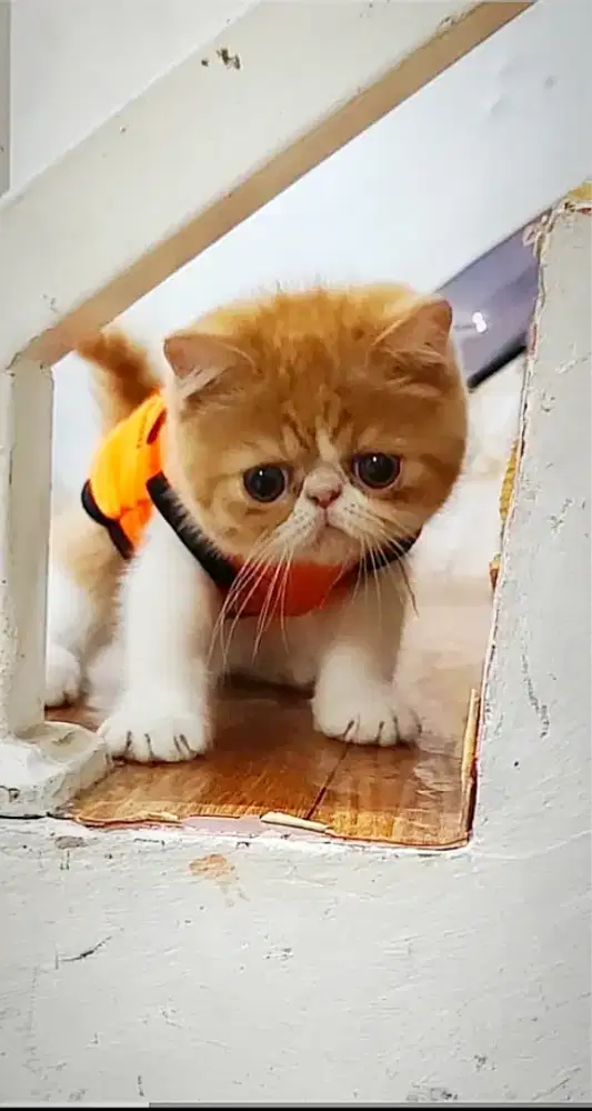 Kucing peaknose exotic jantan