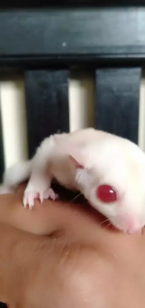 Creamino white betina