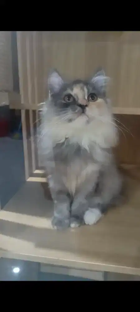 Kucing persia long hair