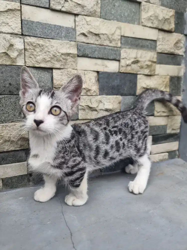 Kucing Muchkin Jantan