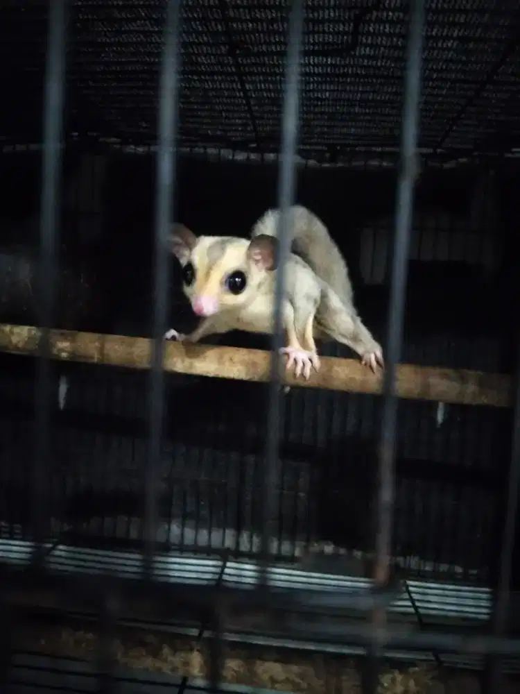 Sugar glider...platinum ..jantan...8 bulan