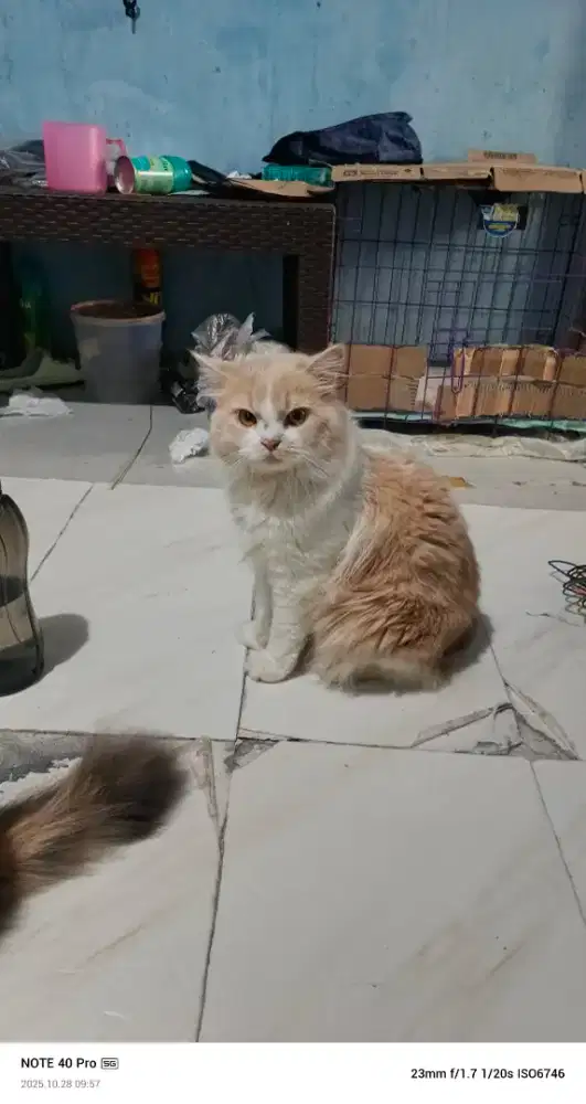 Open adopsi Persia jantan