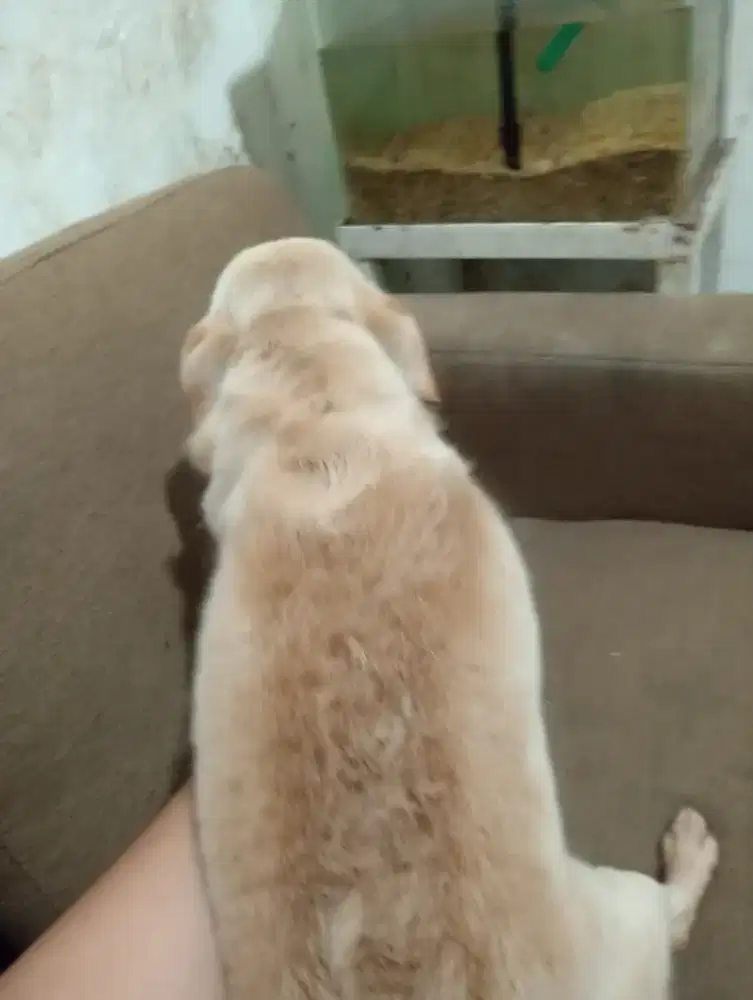 Anjingnya pendek Sedikit bulu di badan