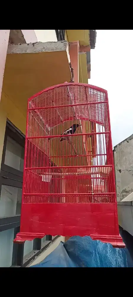 Kacer Daput Harian Gacor
