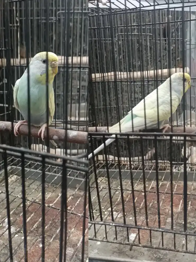Burung parkit betina dewasa warna antik