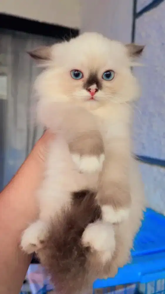 Ragdoll murni bicolor sepasang jantan betina