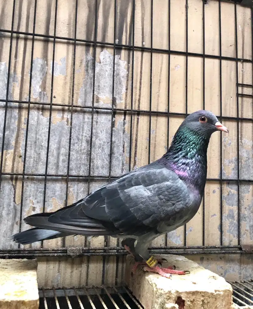 Bahan Jantan Top Merpati Tinggian Kolongan Trah Pendowo PW Brooklyn