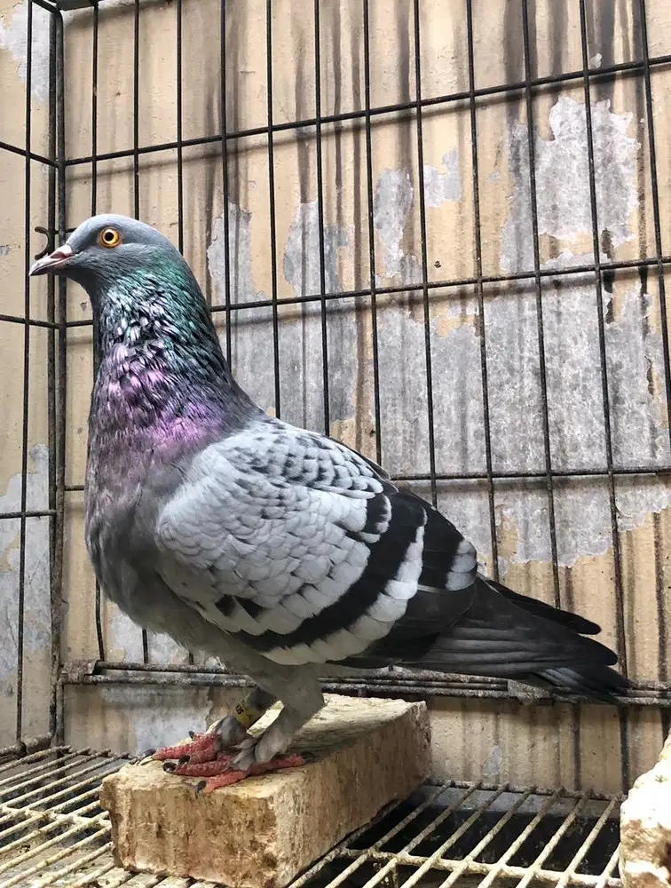 Bahan Jantan Merpati Tinggian Kolongan Trah Pendowo Brooklyn Kenwood