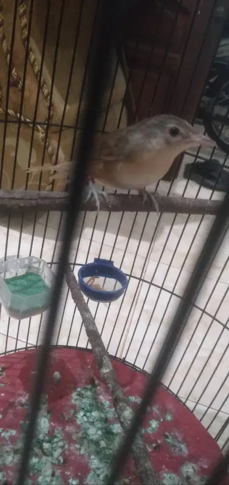 Burung Prenjak Gunung Paud