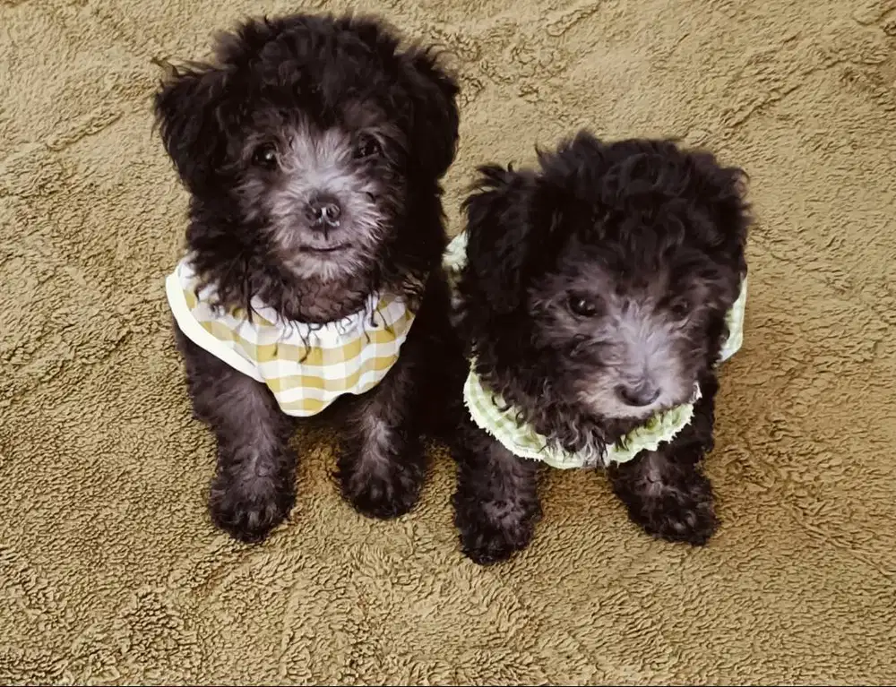 Open Adopt Anakan Toy Poodle Silver 2 bulan Jantan & Betina