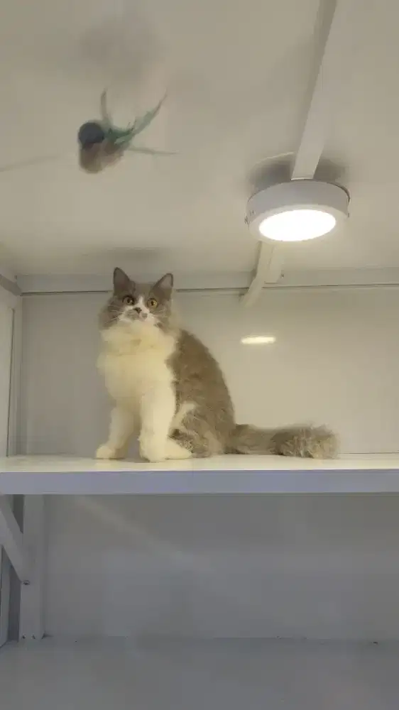 Kucing kitten persia abu putih