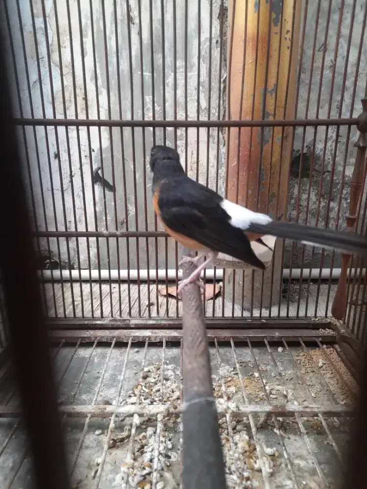 Jual burung murai betina