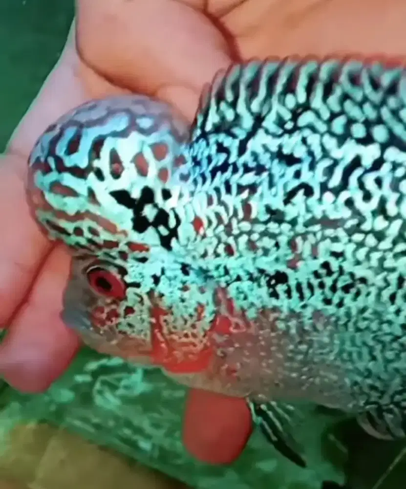 Ikan louhan kamfa f3