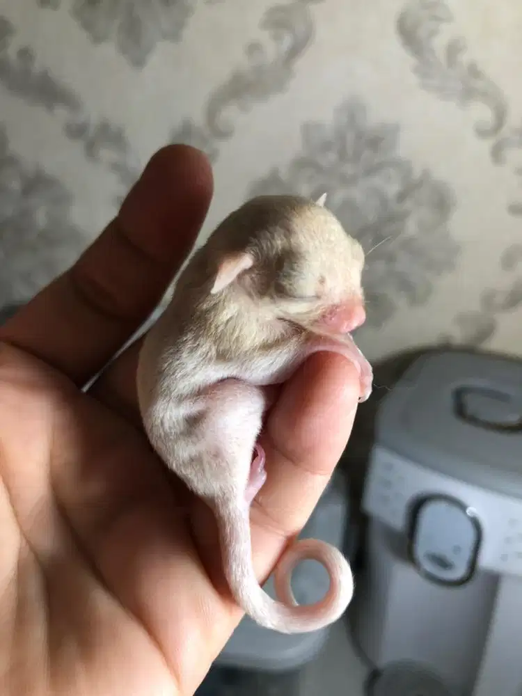 Sugar glider white leucistic (BACA DESKRPSI)