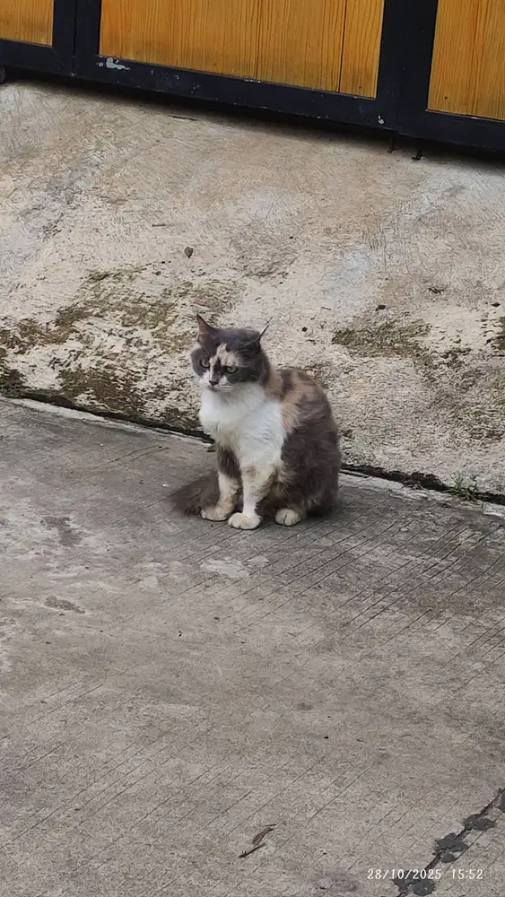 Persia fatnosedan Persia medium betina